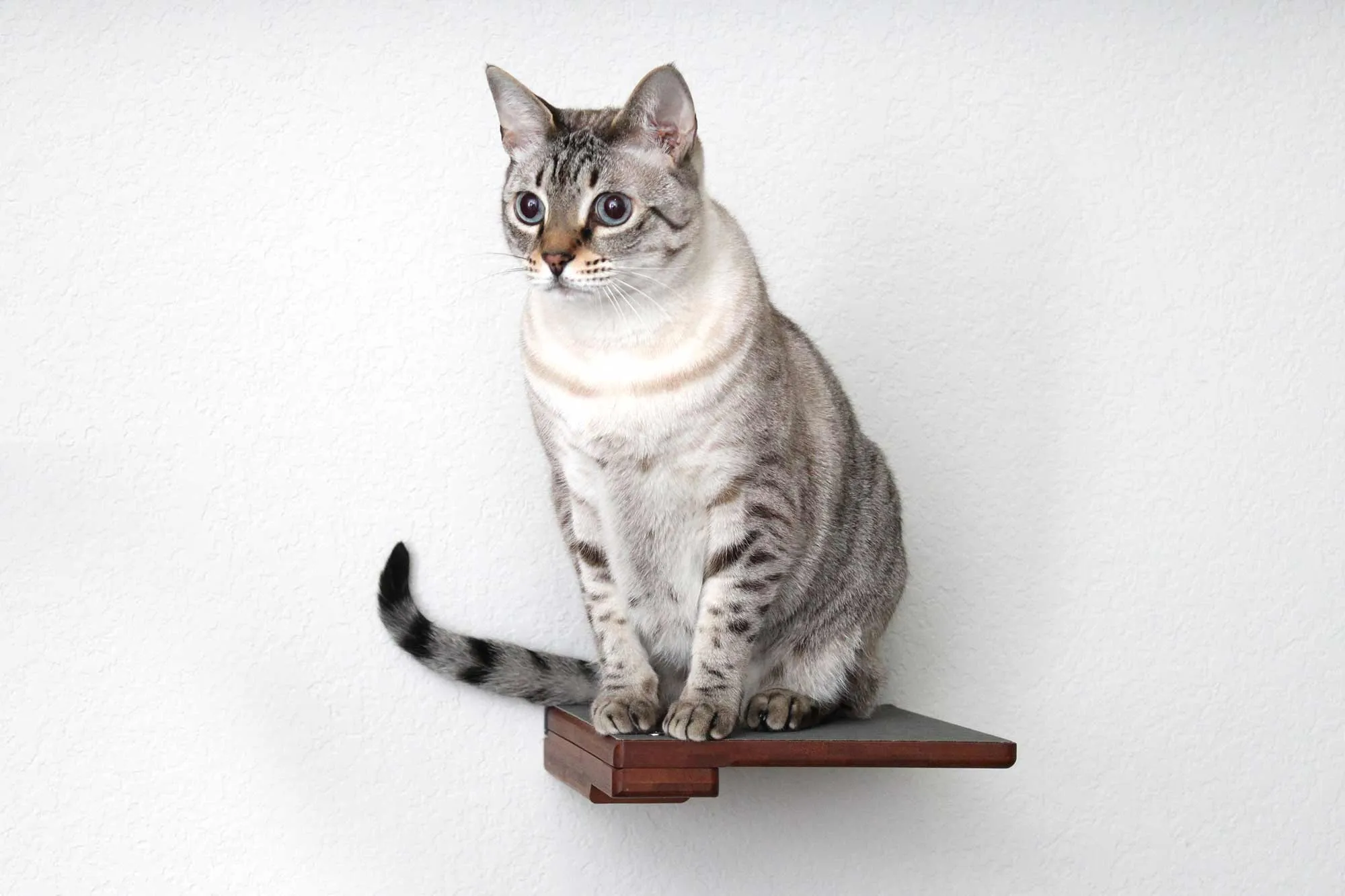 Cat Climbing Shelf