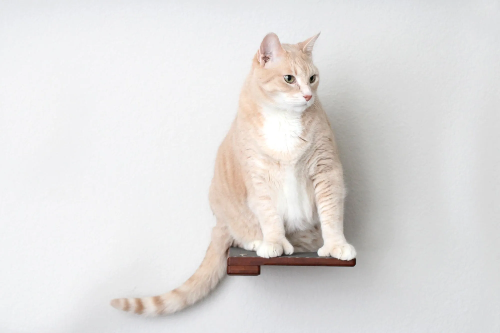 Cat Climbing Shelf