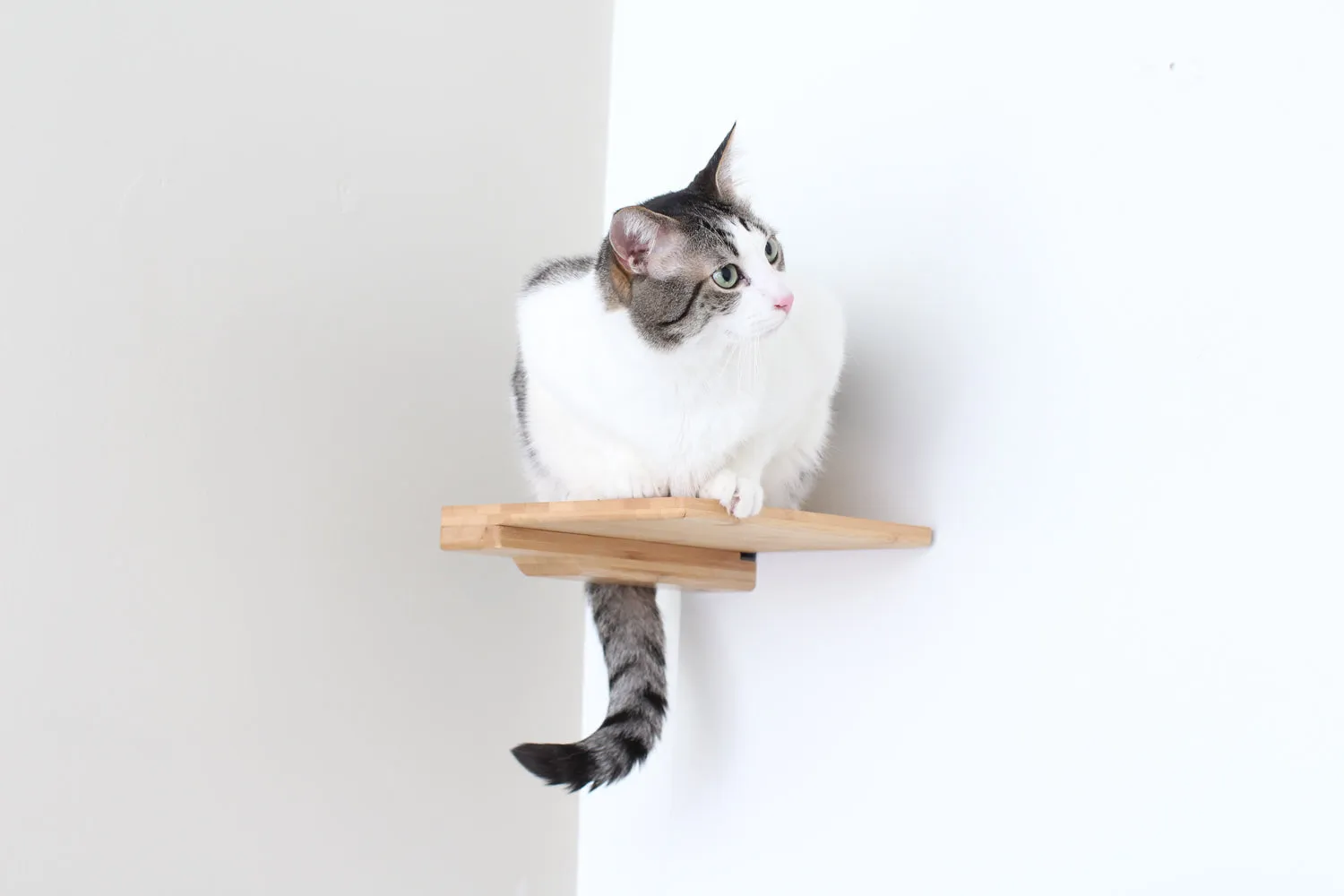 Cat Climbing Shelf