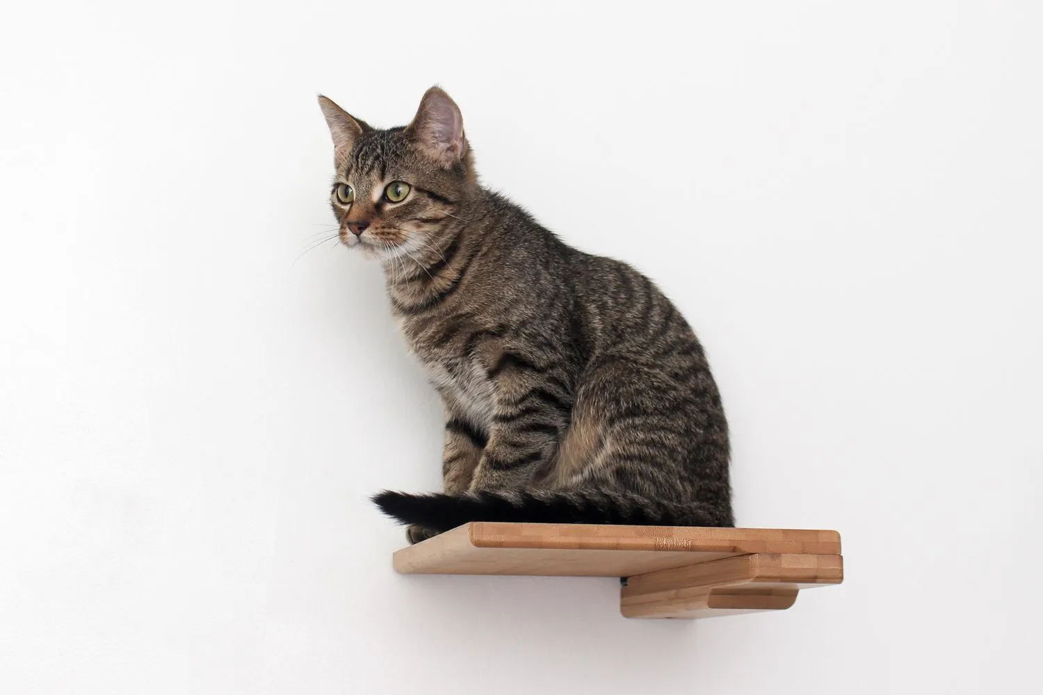 Cat Climbing Shelf