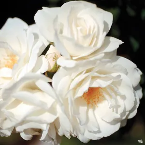 Climbing Rose 'Iceberg' Bareroot