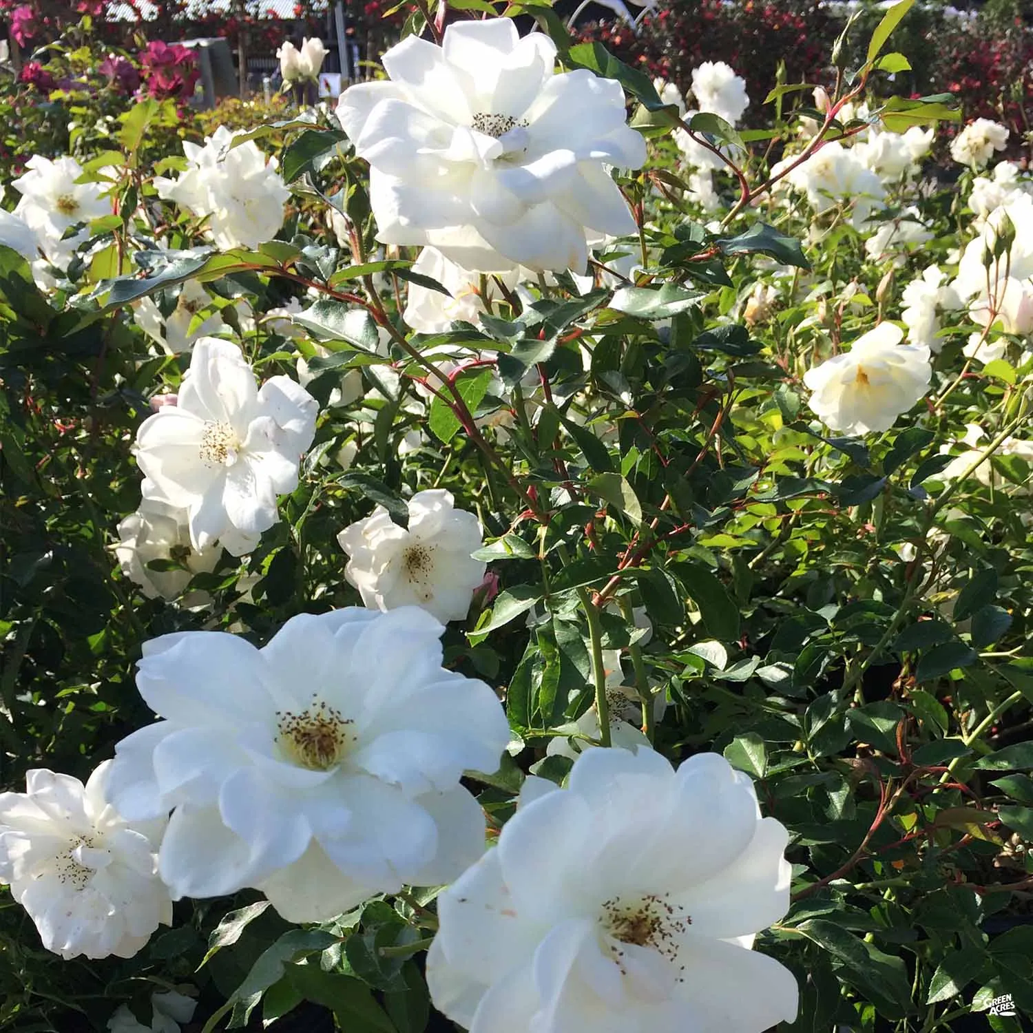 Climbing Rose 'Iceberg' Bareroot