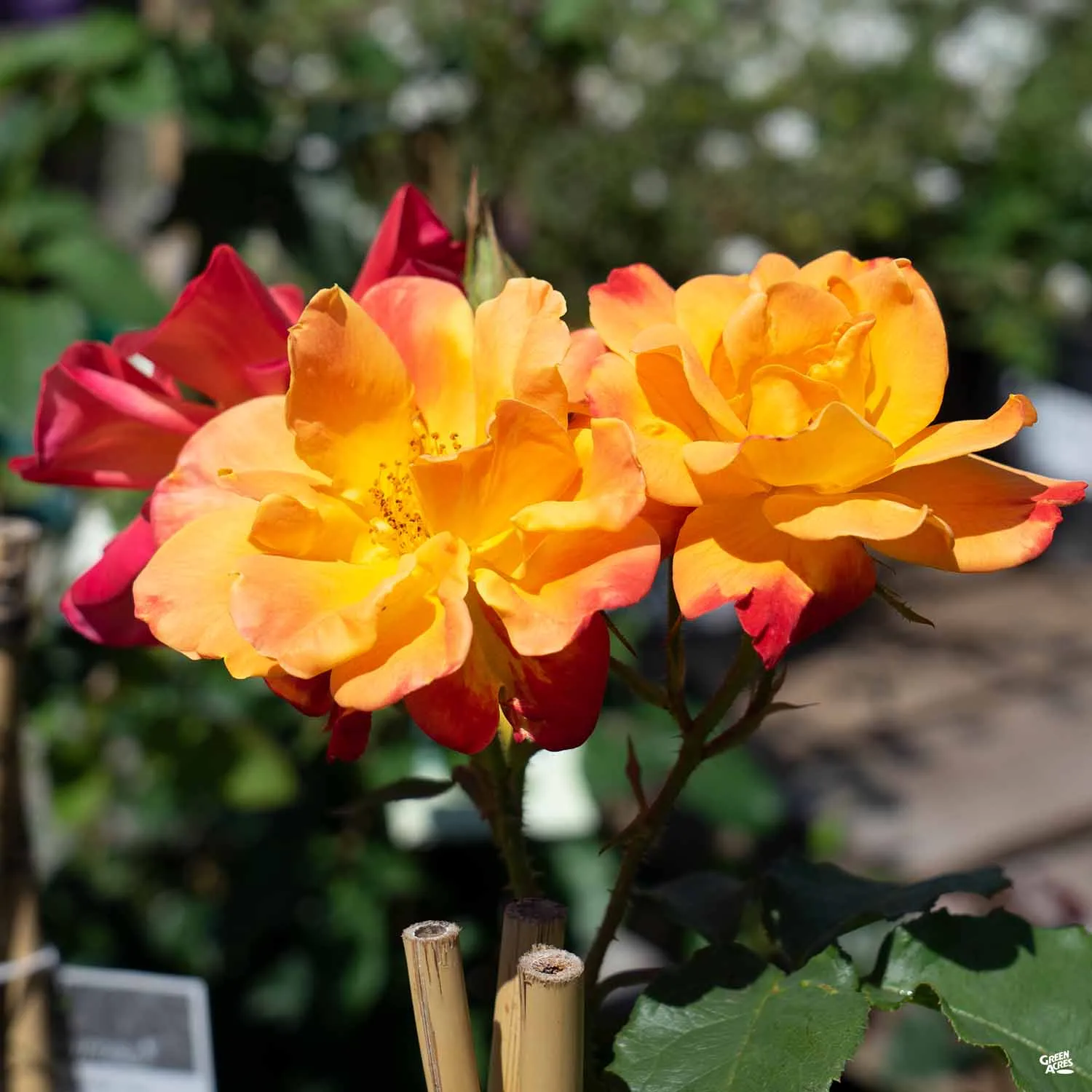 Climbing Rose 'Joseph's Coat' Bareroot